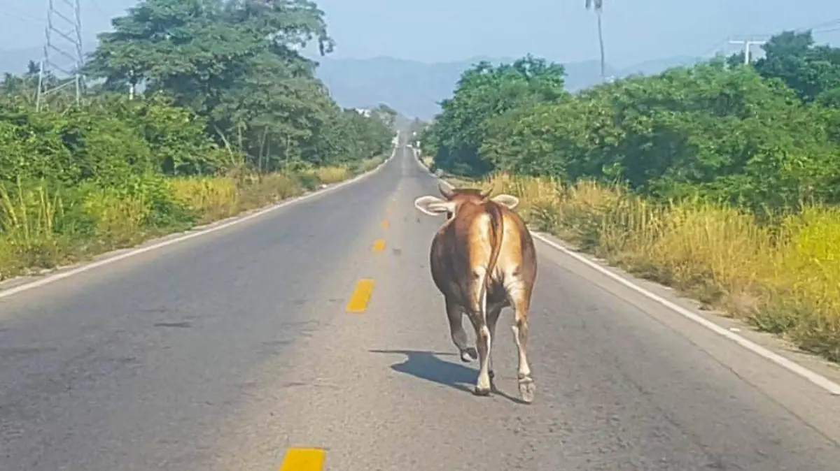 ganado en carretera costa grande